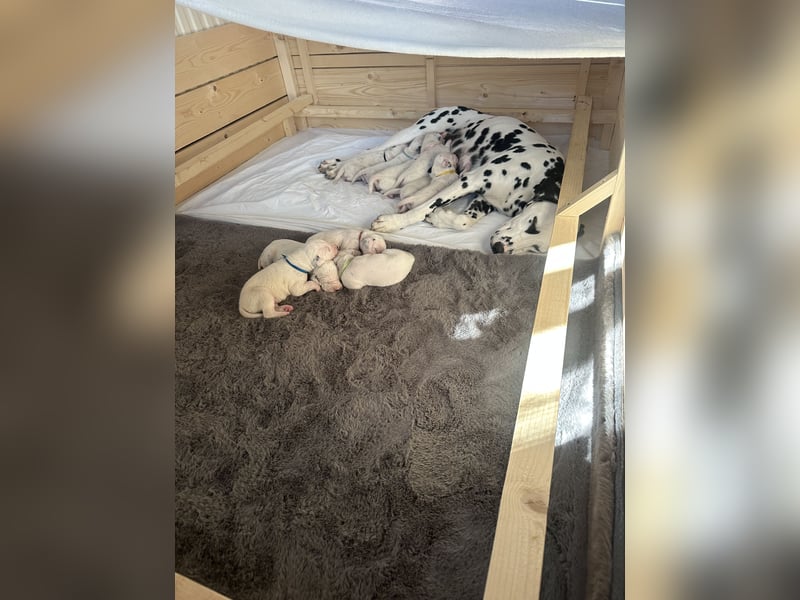 Exklusive Dalmatiner-Welpen