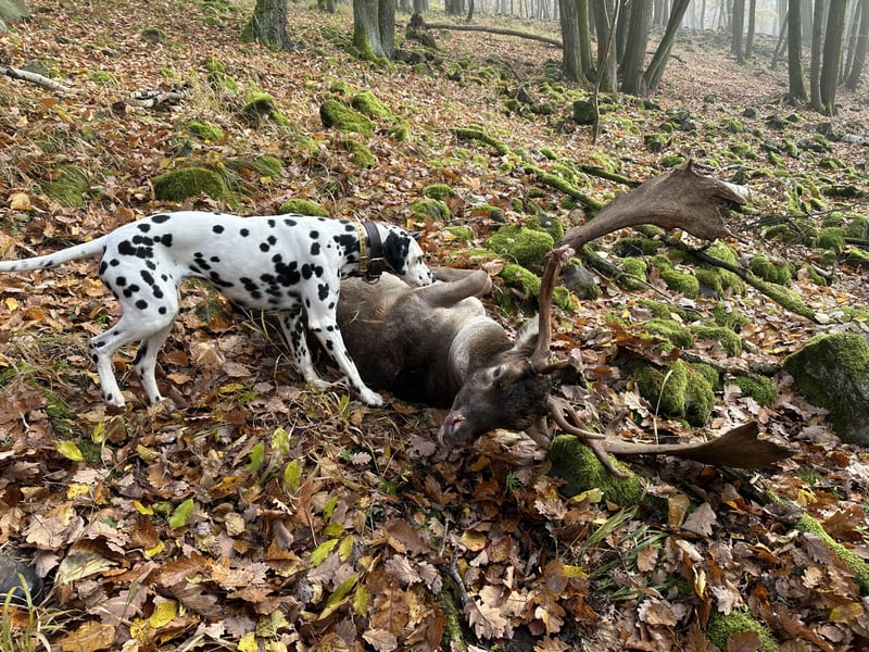 Exklusive Dalmatiner-Welpen