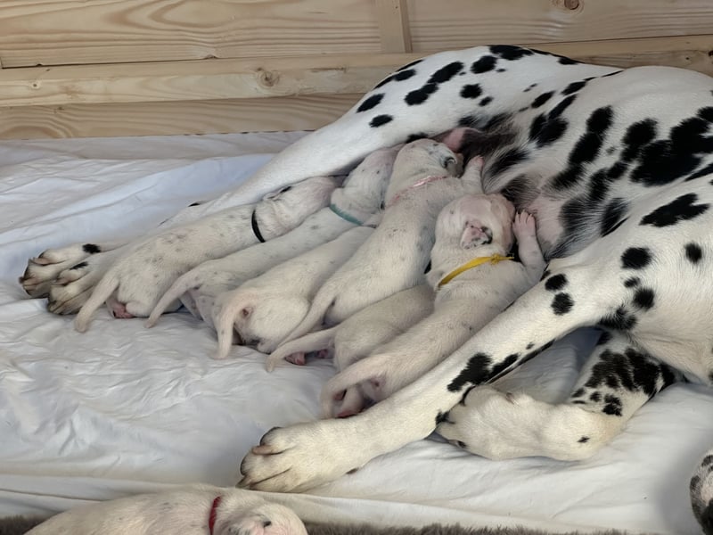 Exklusive Dalmatiner-Welpen