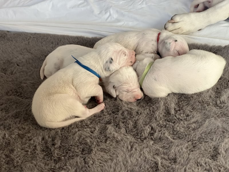 Exklusive Dalmatiner-Welpen