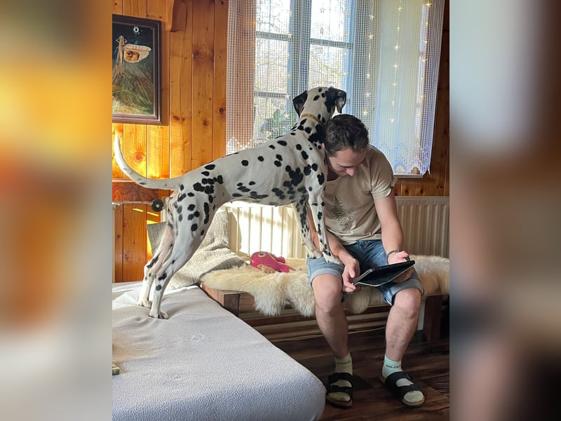 Exklusive Dalmatiner-Welpen