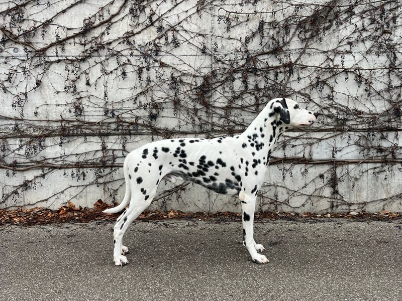 Exklusive Dalmatiner-Welpen