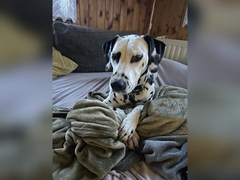 Exklusive Dalmatiner-Welpen