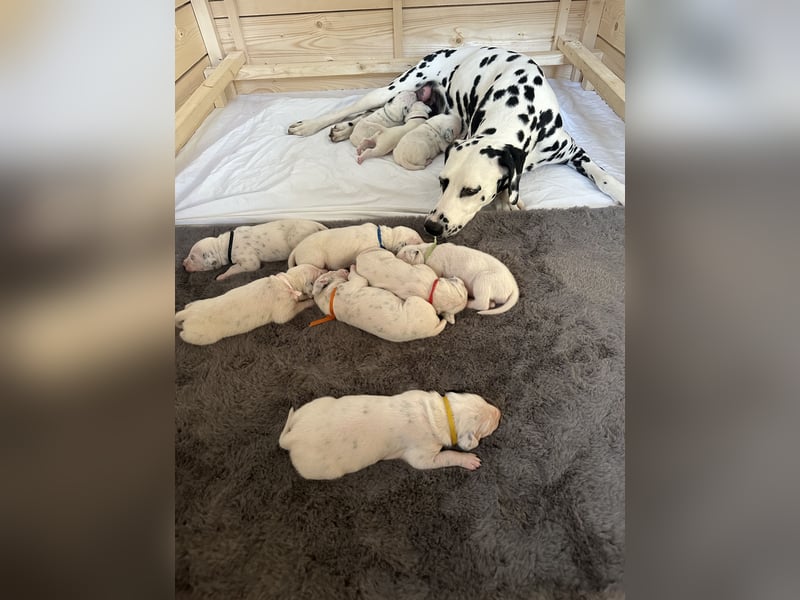 Exklusive Dalmatiner-Welpen