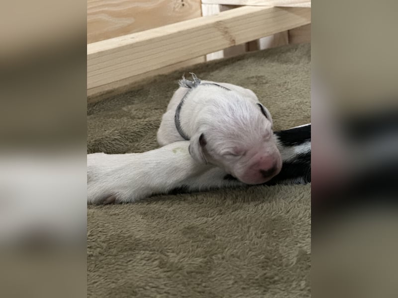 Exklusive Dalmatiner-Welpen