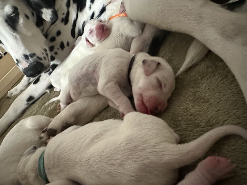 Exklusive Dalmatiner-Welpen