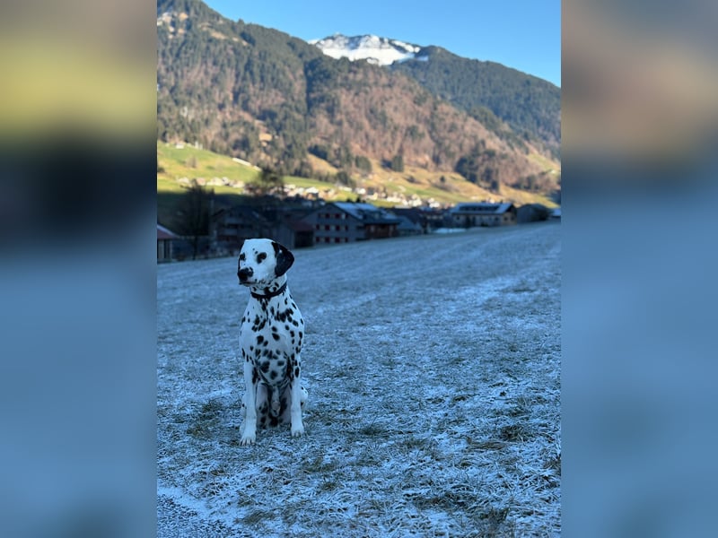 Exklusive Dalmatiner-Welpen