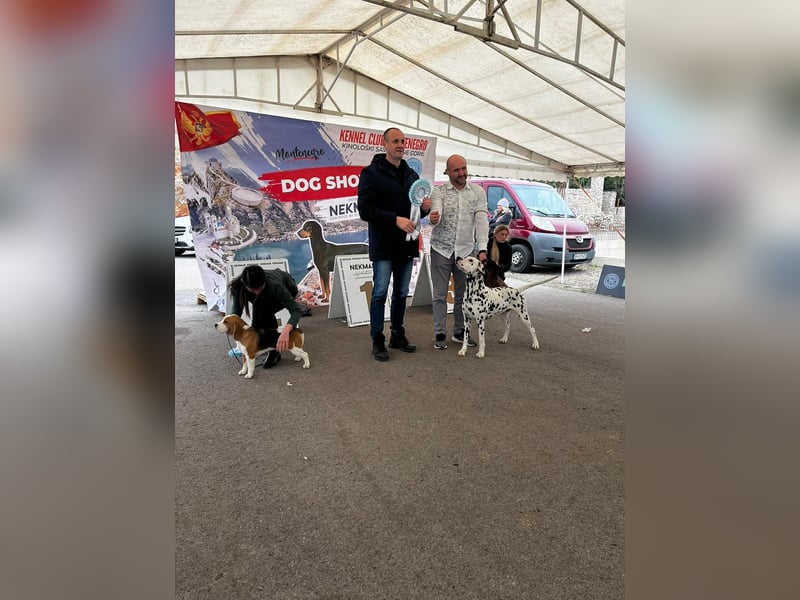 Dalmatiner welpen mit fci pedigree