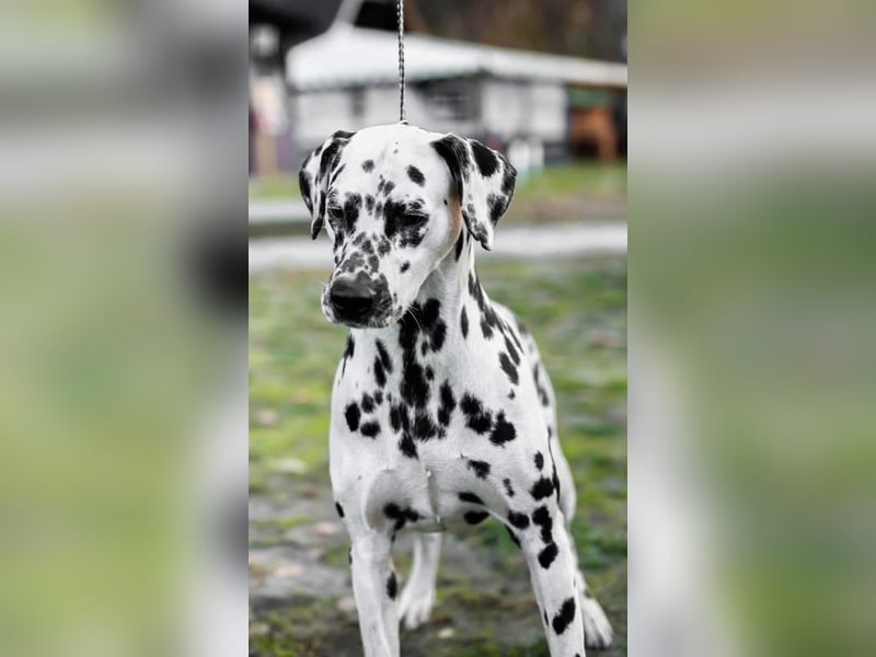 Dalmatiner welpen mit fci pedigree