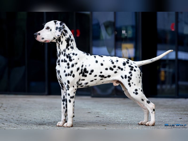 Dalmatiner welpen mit fci pedigree