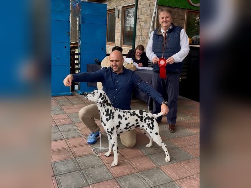 Dalmatiner welpen mit fci pedigree