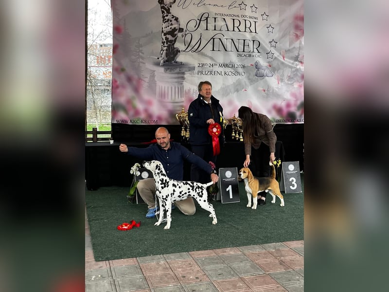 Dalmatiner welpen mit fci pedigree