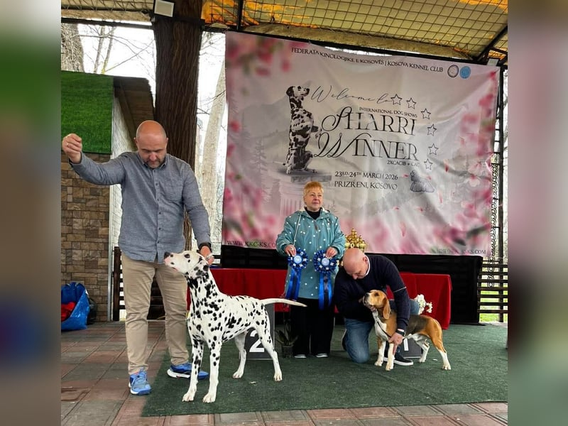 Dalmatiner welpen mit fci pedigree