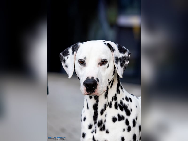 Dalmatiner welpen mit fci pedigree