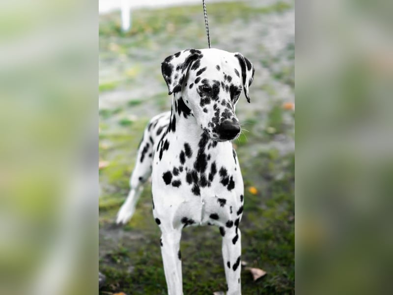 Dalmatiner welpen mit fci pedigree
