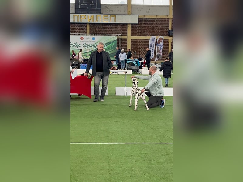 Dalmatiner welpen mit fci pedigree