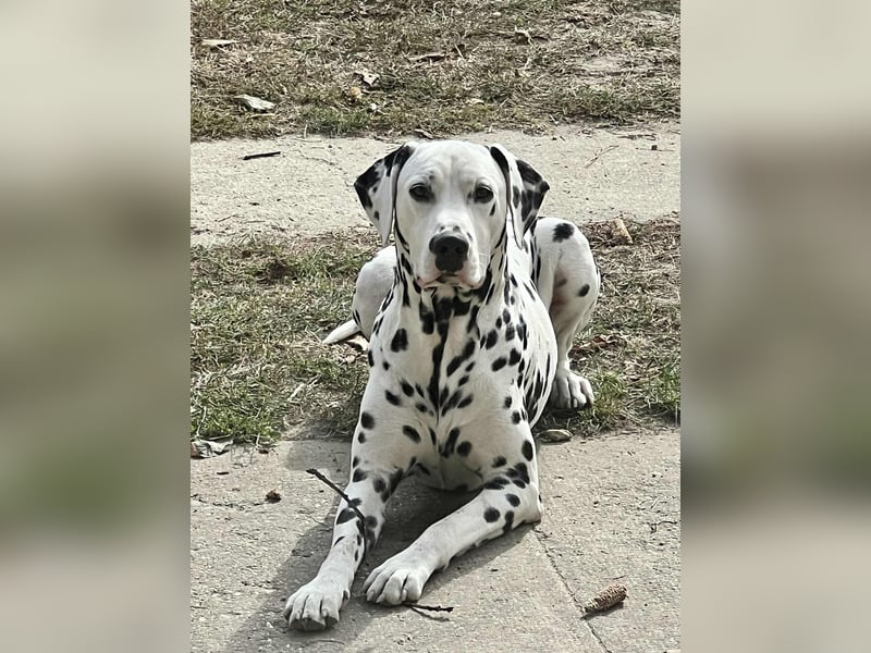 Dalmatiner welpen mit fci pedigree