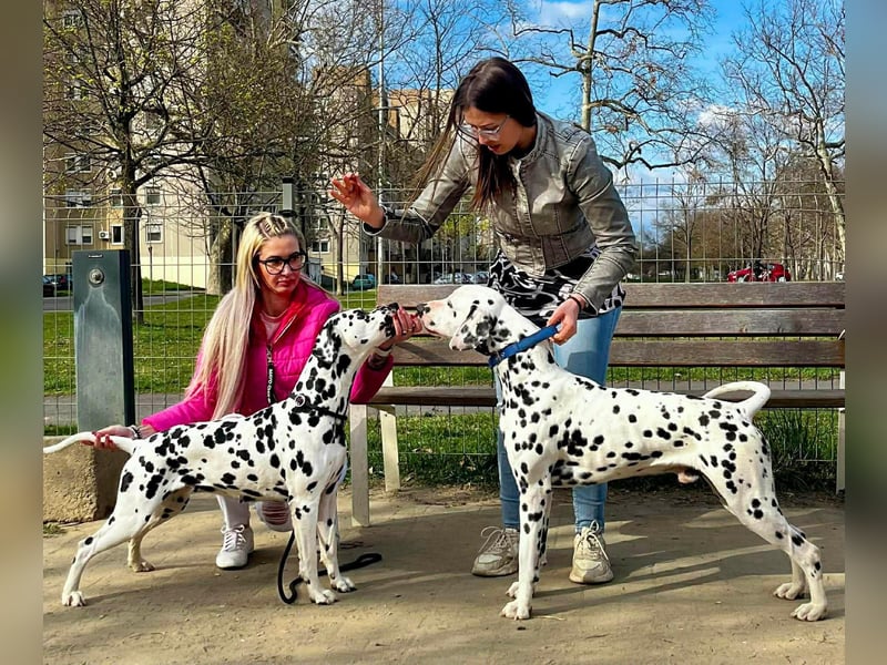 Dalmatiner welpen mit fci pedigree