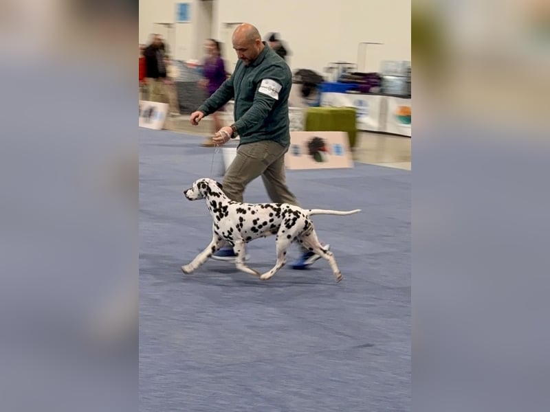 Dalmatiner welpen mit fci pedigree