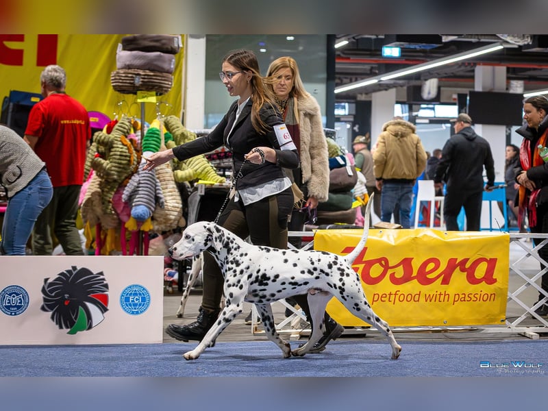 Dalmatiner welpen mit fci pedigree