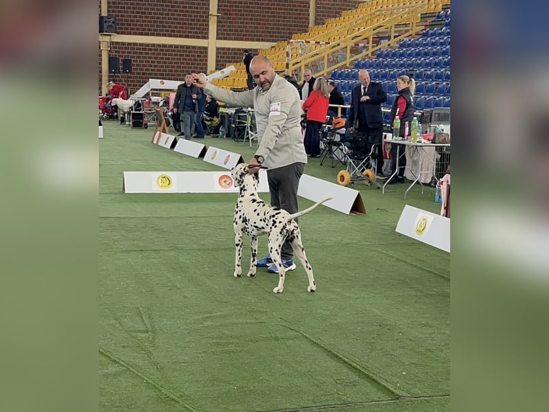 Dalmatiner welpen mit fci pedigree