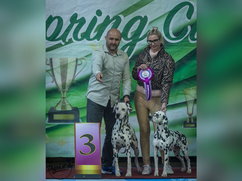 Dalmatiner welpen mit fci pedigree