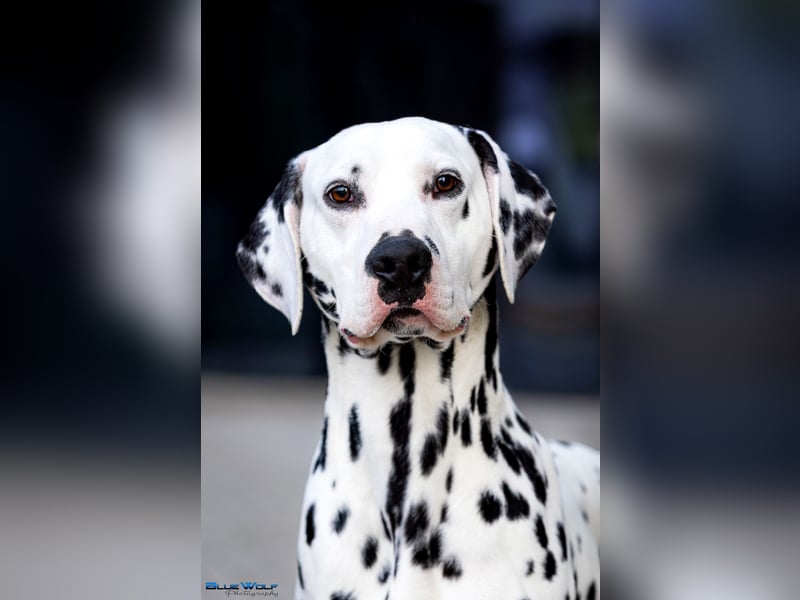 Dalmatiner welpen mit fci pedigree