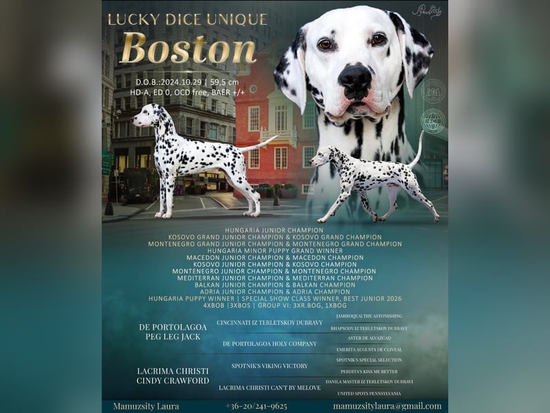 Dalmatiner welpen mit fci pedigree