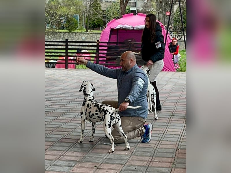 Dalmatiner welpen mit fci pedigree