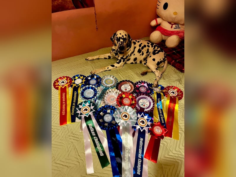 Dalmatiner welpen mit fci pedigree