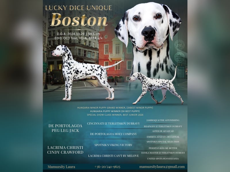 Dalmatiner-Welpen Vormerkung möglich