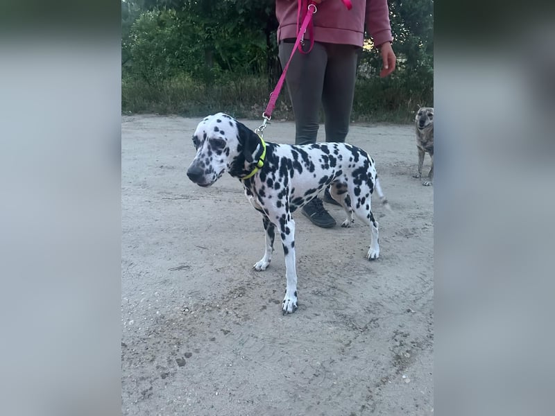 Perdita, bildhübsche Dalmatiner Hündin geb. 04/2021