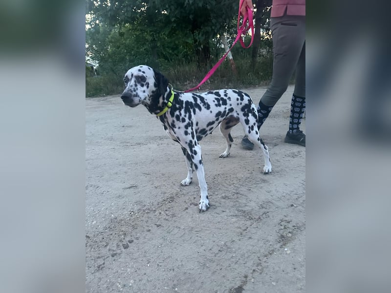 Perdita, bildhübsche Dalmatiner Hündin geb. 04/2021