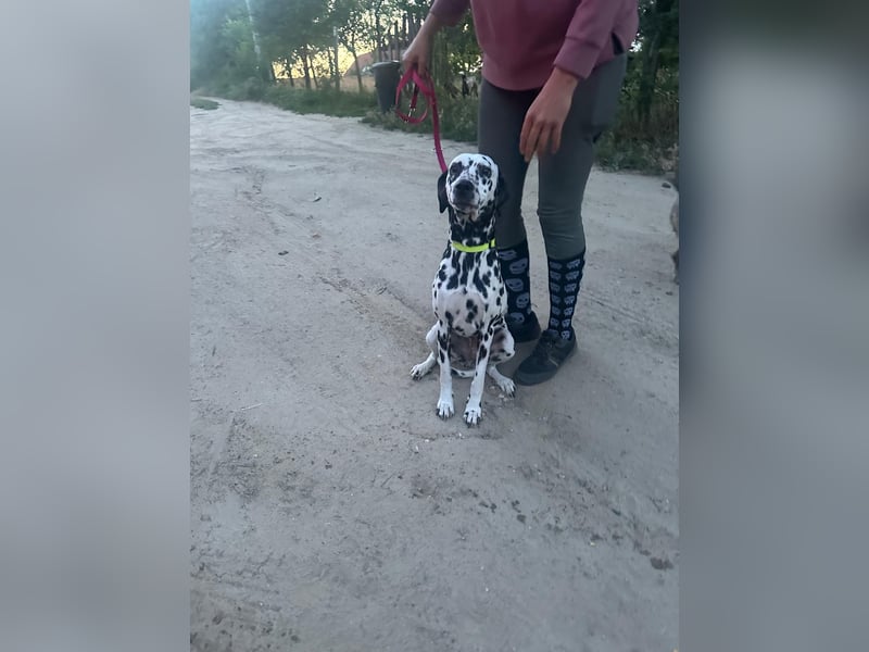 Perdita, bildhübsche Dalmatiner Hündin geb. 04/2021
