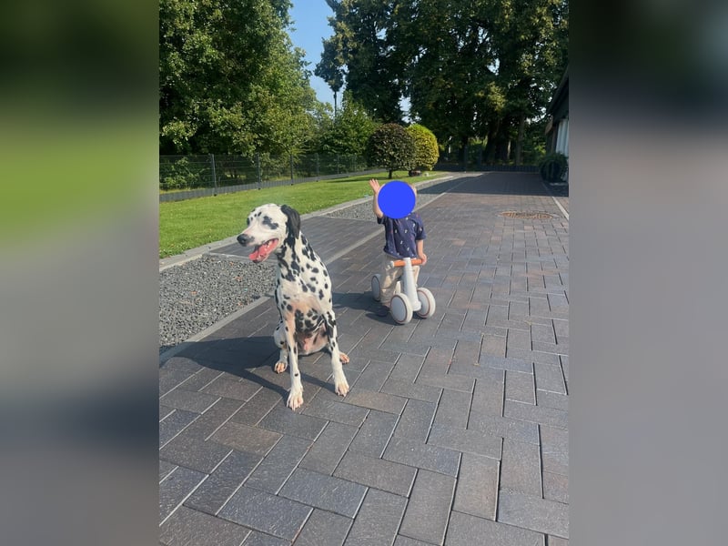 Askan, sanfmütiger Dalmatiner mit Handicap geb. 2021