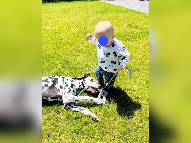 Askan, sanfmütiger Dalmatiner mit Handicap geb. 2021