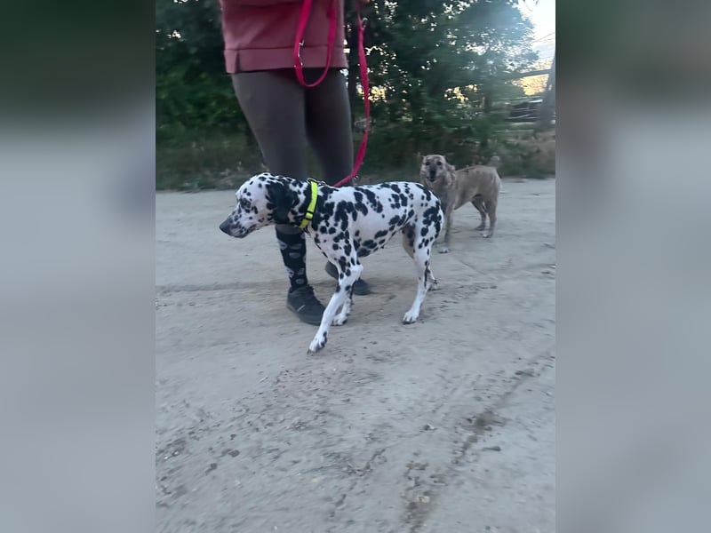 Perdita, bildhübsche Dalmatiner Hündin geb. 04/2021