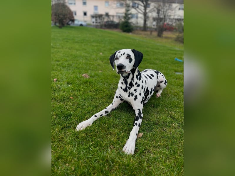 Askan, sanfmütiger Dalmatiner mit Handicap geb. 2021