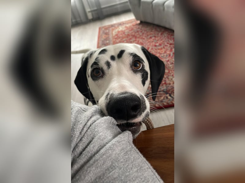 Askan, sanfmütiger Dalmatiner mit Handicap geb. 2021