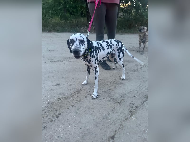 Perdita, bildhübsche Dalmatiner Hündin geb. 04/2021