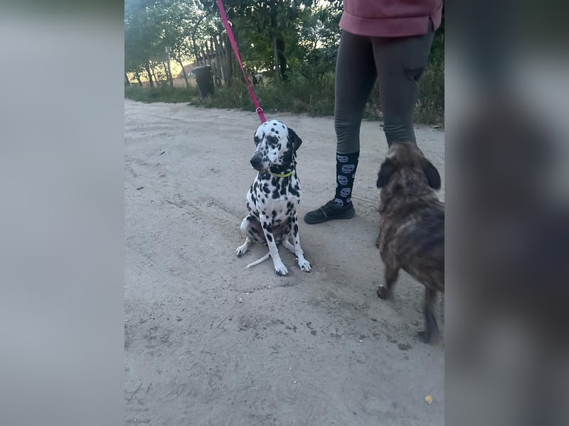 Perdita, bildhübsche Dalmatiner Hündin geb. 04/2021