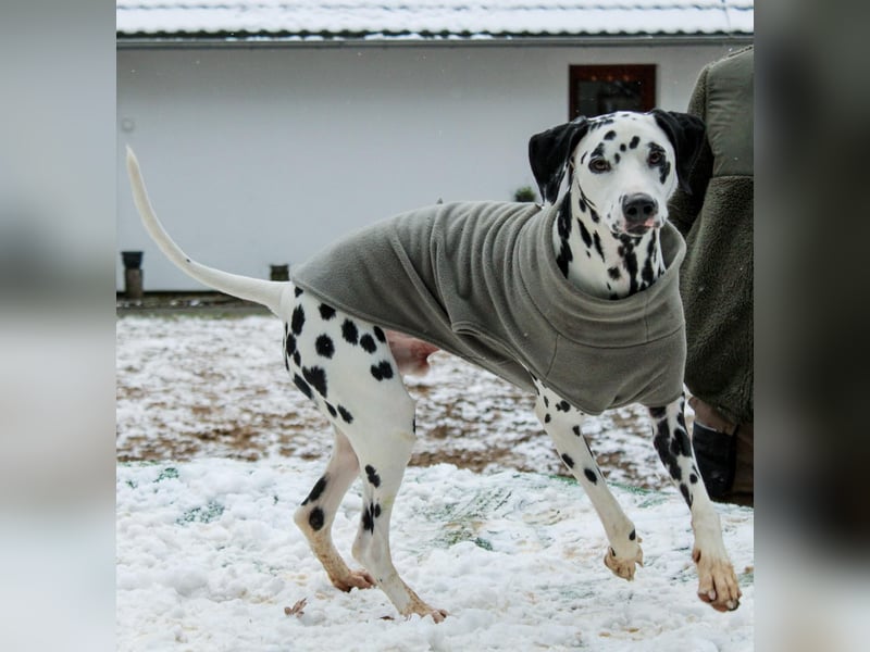 Askan, sanfmütiger Dalmatiner mit Handicap geb. 2021