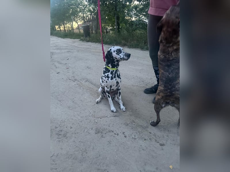 Perdita, bildhübsche Dalmatiner Hündin geb. 04/2021