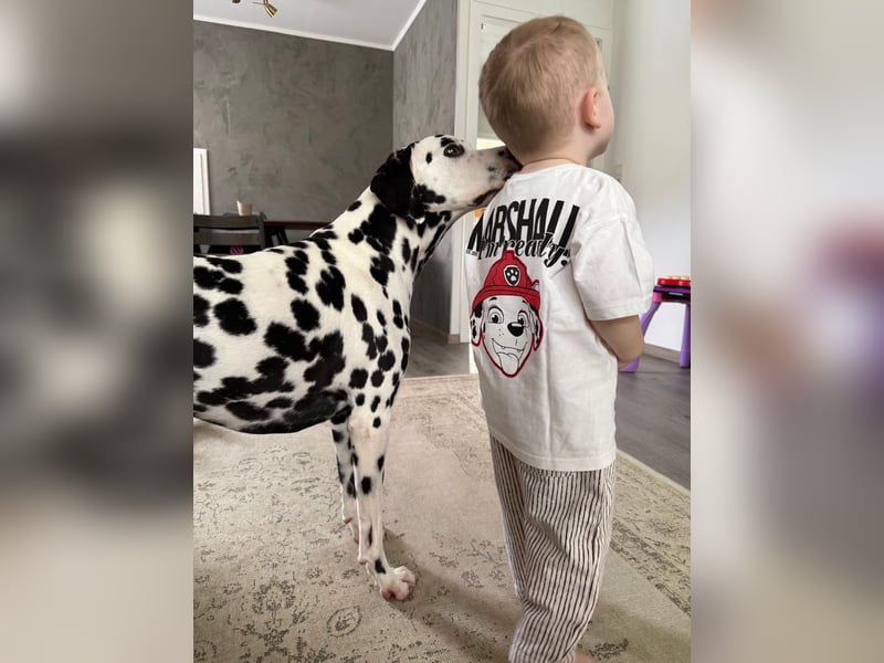 Askan, sanfmütiger Dalmatiner mit Handicap geb. 2021