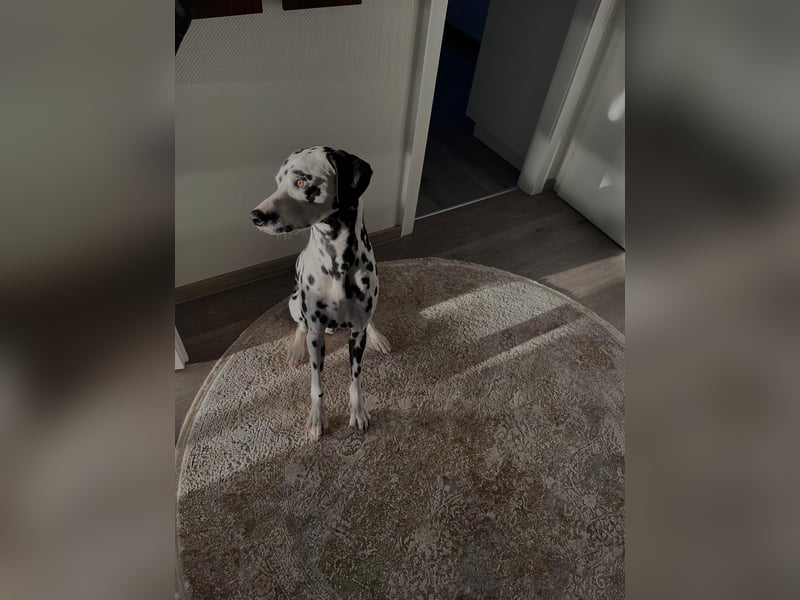 Askan, sanfmütiger Dalmatiner mit Handicap geb. 2021