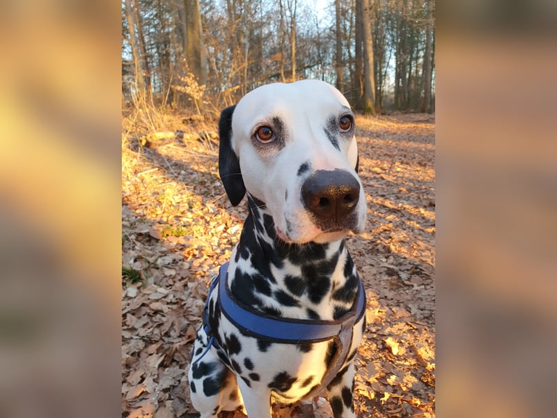 Deckrüde Dalmatiner zum Decken