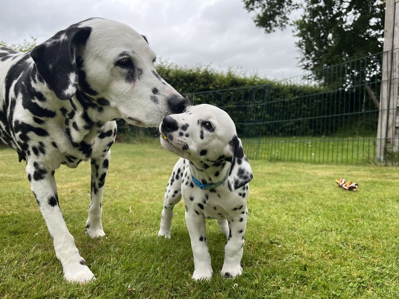 Dalmatiner Welpe 7 Wochen alt sucht noch seine Familie
