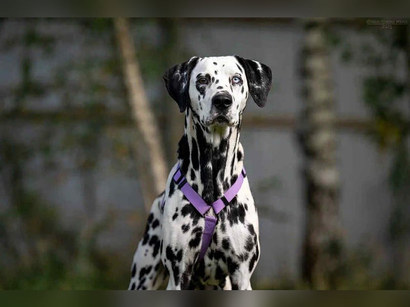 Hübsche Gloria sucht ihre Menschen