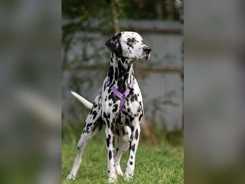 Hübsche Gloria sucht ihre Menschen