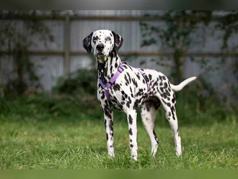 Hübsche Gloria sucht ihre Menschen